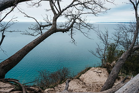 sea, tree, cliff thumbnail