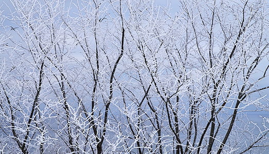 Frozen Trees At Winter Season thumbnail