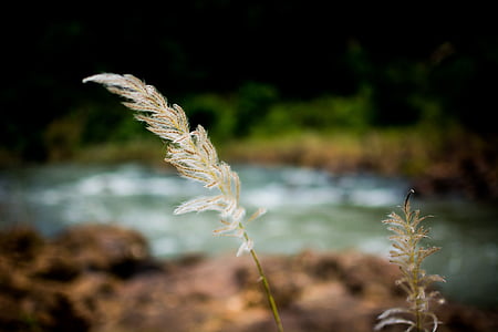 white grass selective focus photography thumbnail