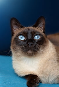 close up of long-haired white and black cat thumbnail