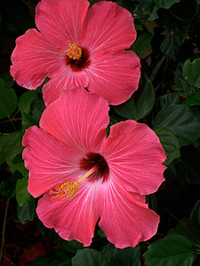 two pink hibiscus flowers thumbnail