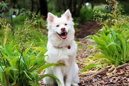 white American eskimo sits on ground beside green plant at daytime thumbnail