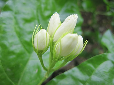 white flowers thumbnail