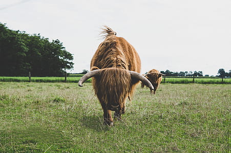 bison on grass field thumbnail