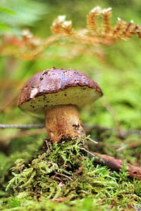 brown mushroom in macro shot thumbnail