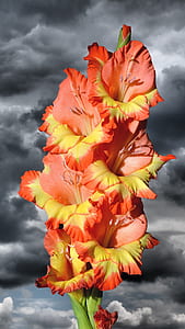 orange-and-yellow gladiolus flower in bloom under cloudy sky thumbnail