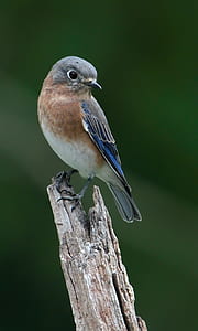 selective focus photography of brown bird on tree branch thumbnail