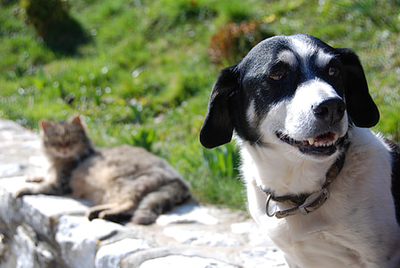 adult short-coated white and black dog standing on concrete wall near brown cat lying on wall thumbnail