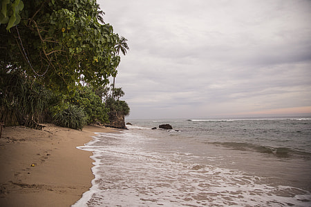 green trees near at body of water thumbnail