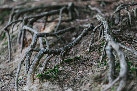 A walk in an autumn forest thumbnail