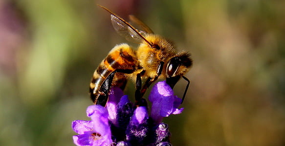close up photography of honey bee perching on purple flower in close-up photography thumbnail