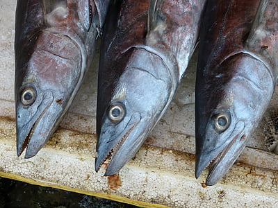 three gray fish thumbnail