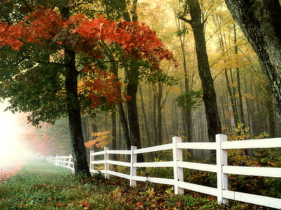 green and red leaf trees thumbnail