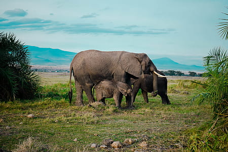 elephant and calf walking green grass field under blue sky during daytime thumbnail