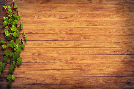 green plant on brown wooden wall thumbnail