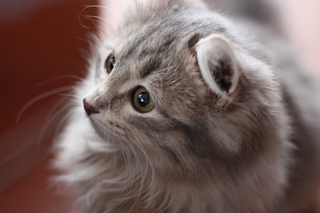 selective focus photography of grey cat thumbnail