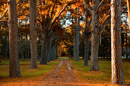 road between trees in forest thumbnail
