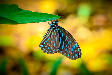 blue and brown butterfly thumbnail