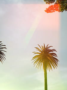 low-angle photography of palm tree thumbnail