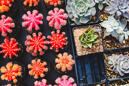 succulent plant lot thumbnail