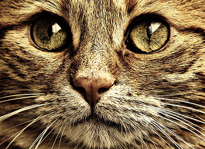 closeup photo of tan cat thumbnail