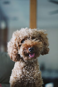 shallow focus photography of brown dog thumbnail