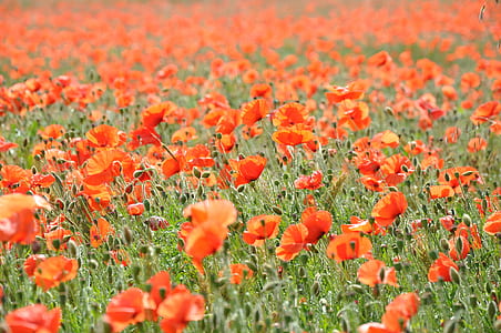 bed of orange petaled flowers thumbnail