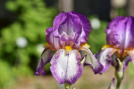selective focused photography of a purple petaled flowers thumbnail