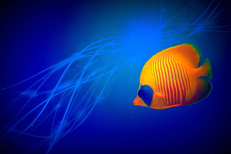 orange and blue fish illustration thumbnail