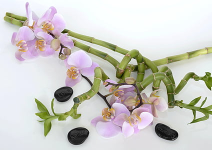 purple petaled flower thumbnail