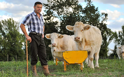 man standing near animal thumbnail