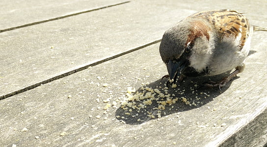 Eurasian tree sparrow eating on gray wooden surface during daytime thumbnail