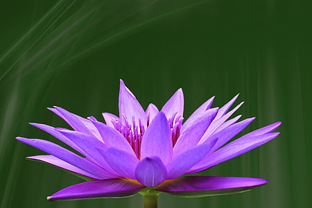purple flower macroshot photo thumbnail