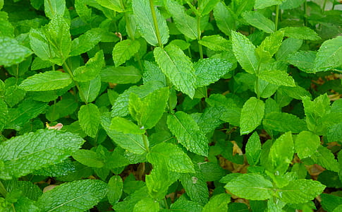 green leaf plant thumbnail