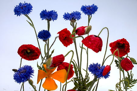 red, blue, and orange petaled flowers thumbnail