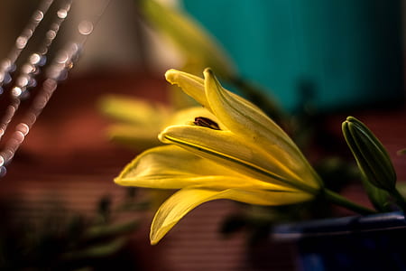 selective focus photography of yellow lily flower thumbnail