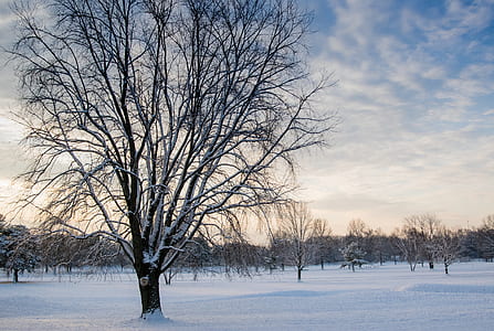 Leafless Tree Covered in Snow thumbnail
