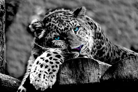 grayscale photo of sitting leopard on wood thumbnail