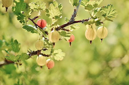 closed up photography fruits thumbnail