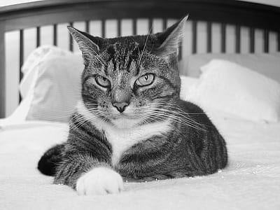 grayscale photography of cat sitting on bed mattress thumbnail