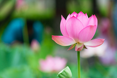 pink petaled flower selective focus photo thumbnail
