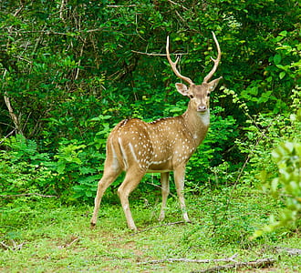brown deer standing near green plants thumbnail