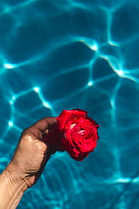 Fresh garden rose on the blue water of a swimming pool on a warm summer day thumbnail