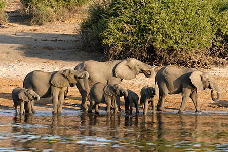 gray elephants on body of water near green leafed plants at daytime thumbnail