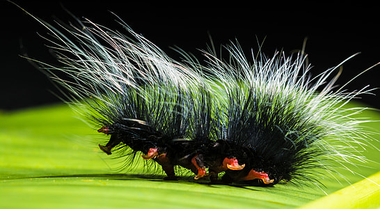 selective focus photography of black insect thumbnail