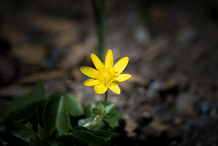 macro photography of yellow petal flower thumbnail