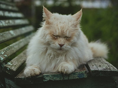 tan cat resting on bench thumbnail