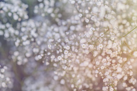 flowers, blur, colors, bright thumbnail