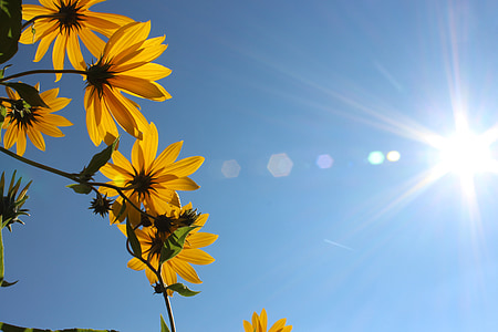yellow flowers in macro lens photography thumbnail