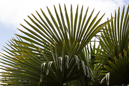 green leaf plant under white clouds at daytime thumbnail